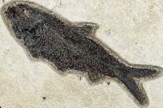 Detailed Fossil Fish (Knightia) - Wyoming #292538