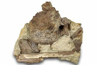 Fossil Dinosaur Bones and Tendons in Sandstone - Wyoming #292560