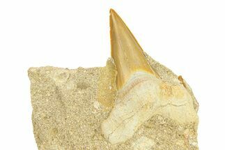 Otodus Shark Tooth Fossil in Rock - Morocco #292017
