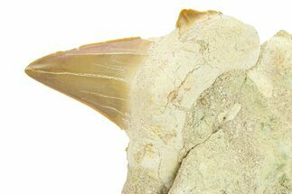 Otodus Shark Tooth Fossil in Rock - Morocco #292020