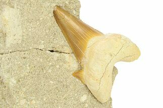 Otodus Shark Tooth Fossil in Rock - Morocco #292023