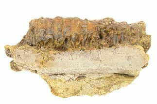 Dinosaur Jaw (Edmontosarus) Section - Wyoming #292584