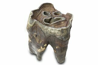 Fossil Woolly Rhino (Coelodonta) Tooth - Siberia #292593
