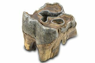 Fossil Woolly Rhino (Coelodonta) Tooth - Siberia #292595
