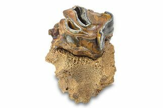 Fossil Woolly Rhino (Coelodonta) Tooth in Jawbone - Siberia #292617