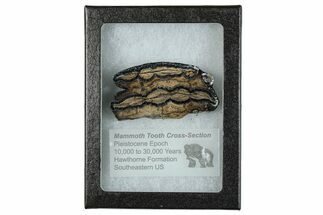 Mammoth Molar Slice With Case - South Carolina #291180