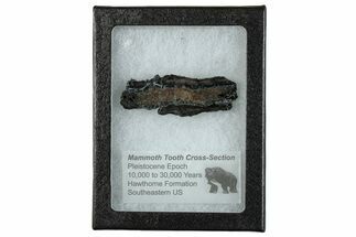 Mammoth Molar Slice With Case - South Carolina #291186