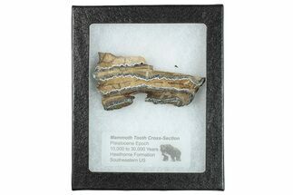 Mammoth Molar Slice With Case - South Carolina #291194