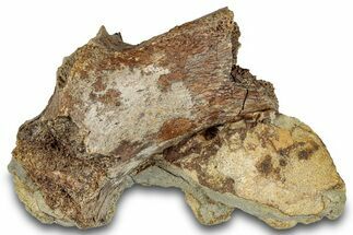 Fossil Dinosaur Bone in Sandstone - Wyoming #292628