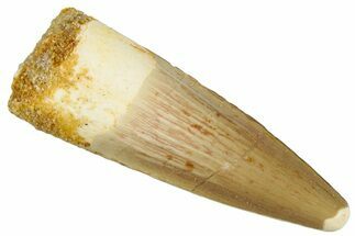 Fossil Spinosaurus Tooth - Real Dinosaur Tooth #292665
