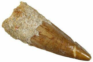 Fossil Spinosaurus Tooth - Real Dinosaur Tooth #292692