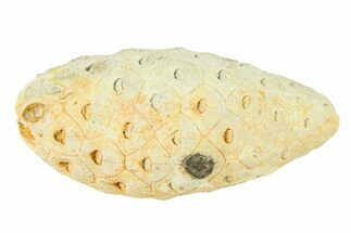 Fossil Seed Cone (Or Aggregate Fruit) - Morocco #288792