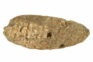 Fossil Seed Cone (Or Aggregate Fruit) - Morocco #288801