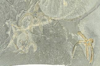 Four Ordovician Brittle Stars (Ophiura) - Morocco #290638