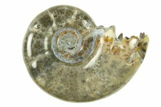 Polished, Sutured Ammonite (Argonauticeras) Fossil - Madagascar #287576