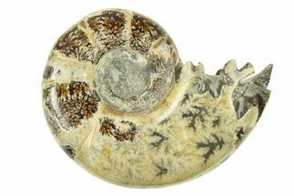 Polished, Sutured Ammonite (Argonauticeras) Fossil - Madagascar #287579