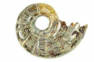 Polished, Sutured Ammonite (Argonauticeras) Fossil - Madagascar #287581