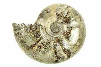 Polished, Sutured Ammonite (Argonauticeras) Fossil - Madagascar #287592