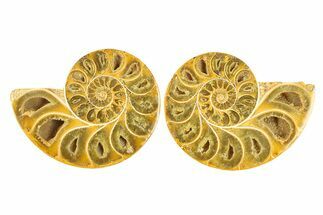 Jurassic Cut & Polished Ammonite Fossil - Madagascar #288393