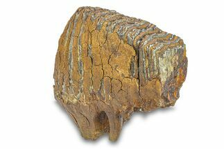 Fossil Woolly Mammoth Upper Molar - Siberia #292765