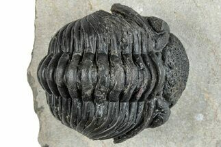 Bargain, Curled Pedinopariops Trilobite - Mrakib, Morocco #287700