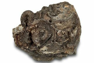 Detailed Jurassic Ammonites in Matrix - Morocco #292777