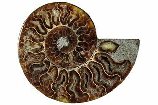 Cut & Polished Ammonite Fossil (Half) - Madagascar #292812