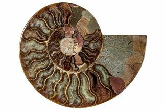 Cut & Polished Ammonite Fossil (Half) - Madagascar #292818