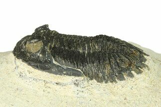 Bargain, Hollardops Trilobite Fossil - Ofaten, Morocco #287457