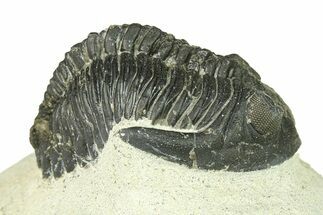 Bargain, Hollardops Trilobite Fossil - Ofaten, Morocco #287466