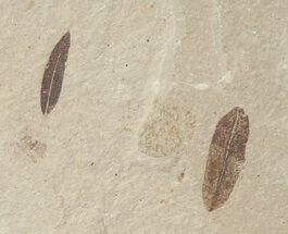 Mimosites coloradensis Fossil Leaves - Utah #16279