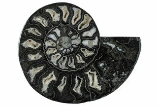 Cut & Polished Ammonite Fossil (Half) - Unusual Black Color #286656