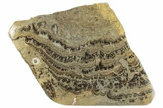 Devonian Stromatolite Slab - Orkney, Scotland #289667