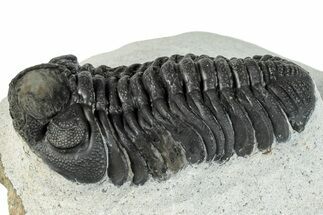 Bargain, Morocops Trilobite - Ofaten, Morocco #287376