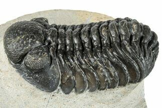 Morocops Trilobite - Ofaten, Morocco #287378