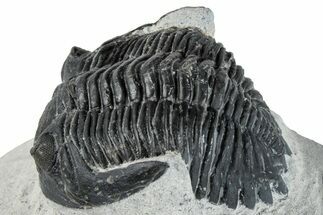 Bargain, Hollardops Trilobite Fossil - Ofaten, Morocco #287539