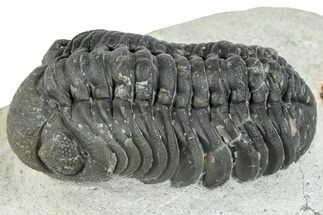 Austerops Trilobite - Ofaten, Morocco #287561