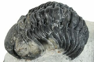 Bargain, Austerops Trilobite - Ofaten, Morocco #287563