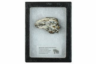 Mammoth Molar Slice With Case - South Carolina #291237