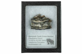 Mammoth Molar Slice With Case - South Carolina #291242