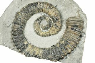 Unusual Aegocrioceras Heteromorph Ammonite - Germany #293079