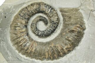 Aegocrioceras Heteromorph Ammonite - Germany #293085