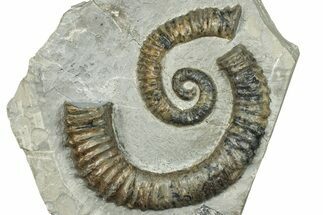 Aegocrioceras Heteromorph Ammonite - Germany #293087