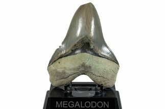 Serrated, Fossil Megalodon Tooth - Aurora, North Carolina #293091