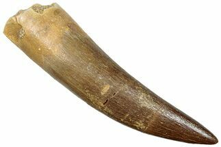 Fossil Plesiosaur (Zarafasaura) Tooth - Morocco #293203