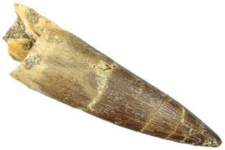 Fossil Plesiosaur (Zarafasaura) Tooth - Morocco #293204
