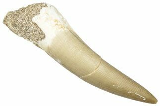 Fossil Plesiosaur (Zarafasaura) Tooth - Morocco #293206