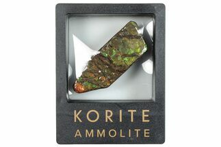 Iridescent Ammolite (Fossil Ammonite Shell) - Rainbow Colors #293305