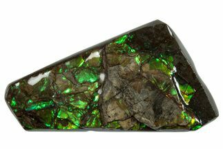 Iridescent Ammolite (Fossil Ammonite Shell) - Bright Greens! #293325