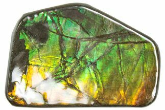 Iridescent Ammolite (Fossil Ammonite Shell) - Rainbow Colors #293337